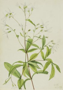 Bowmansroot Porteranthus trifoliatus, 1919. 作： Mary Vaux Walcott
