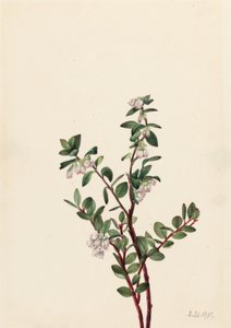 ハックルベリー 作： Mary Vaux Walcott