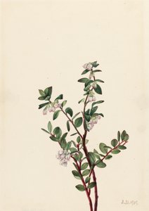 ボックスハックルベリー Gaylussacia brachycera, 1919. 作： Mary Vaux Walcott