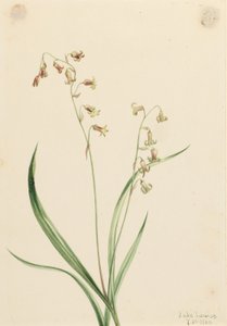 ブロンズベル 作： Mary Vaux Walcott