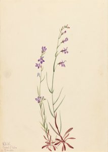 Brook Lobelia Lobelia kalmii, 1923. 作： Mary Vaux Walcott
