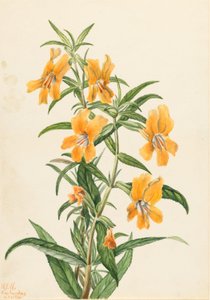 シコクフクジュソウ 作： Mary Vaux Walcott