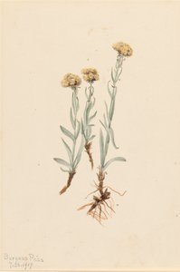 Buff Pussytoes アンテナリア ルズロイデス、1917 年。 作： Mary Vaux Walcott