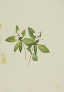 Bunchberry Cornus canadensis, 1902. 作： Mary Vaux Walcott