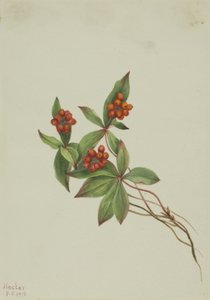 カナダのバンチベリー ホーン、1916 年。 作： Mary Vaux Walcott