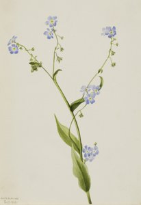Bur-forget-me-not Lappula diffusa、1903年。 作： Mary Vaux Walcott