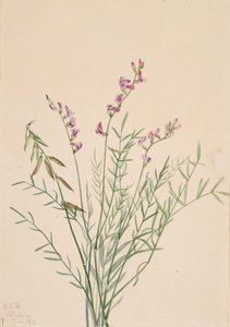 バージェスミルクベッチ Astragalus bourgovii, 1922. 作： Mary Vaux Walcott