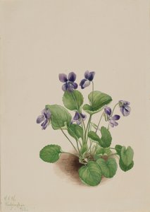 バタフライバイオレットViola papilionacea, 1923. 作： Mary Vaux Walcott