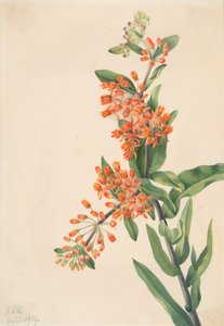 バタフライウィード Ascelpias tuberosa, 1919. 作： Mary Vaux Walcott