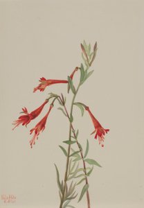 カリフォルニア・フスキア（Zauschneria californica） 作： Mary Vaux Walcott