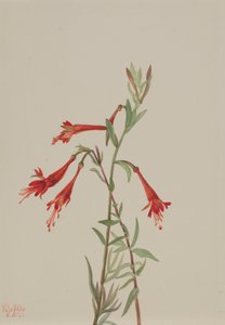 カリフォルニア・フスキア・ザウシュネリア・カリフォルニカ、1936年。 作： Mary Vaux Walcott