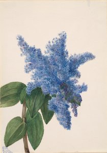 カリフォルニア ライラック Ceanothus thyrsiflorus、1935 年。 作： Mary Vaux Walcott