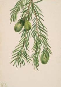 カリフォルニア・ナツメグ Tumion californicum, 1929. 作： Mary Vaux Walcott