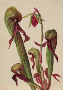 カリフォルニアピッチャープランツ (Chrysamphora californica)