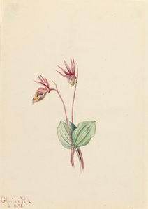 Calypso Cytherea bulbosa、1916年。 作： Mary Vaux Walcott