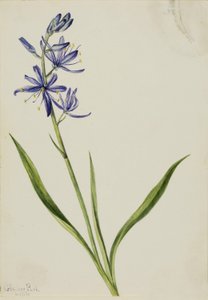 カマス 作： Mary Vaux Walcott