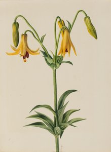 カナダ ユリ リリウム カナデンス、1878 年。 作： Mary Vaux Walcott