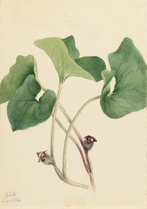 カナダ・ワイルド・ジンジャー (Asarum canadense) 作： Mary Vaux Walcott
