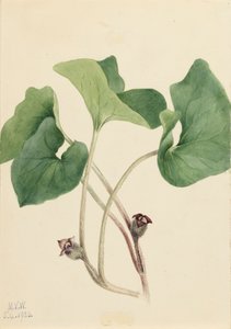 カナダワイルドジンジャー Asarum canadense, 1920. 作： Mary Vaux Walcott