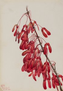 カロライナメープル Acer carolinianum, 1923. 作： Mary Vaux Walcott