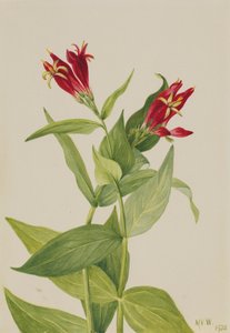カロライナ・ピンク・スピゲリア・マリーランディカ、1932年。 作： Mary Vaux Walcott