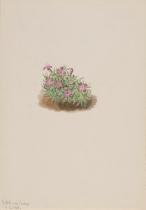 カーペット ピンク Silene acaulis、1905 年。