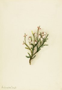 カシオペ Cassiope mertensiana, ca. 1900-1905.