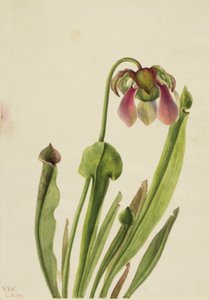 Catesby Pitcherplant Sarracenia catesaei、1929年。 作： Mary Vaux Walcott