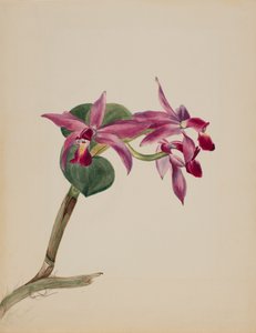 Cattlaya superbus, 1881. 作： Mary Vaux Walcott