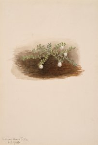 Chiogenes hispidula, 1904.