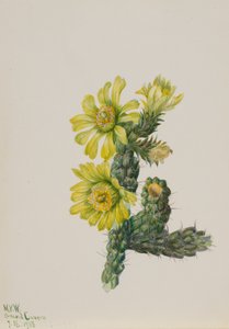 Cholla Opuntia whipplei、1938年。