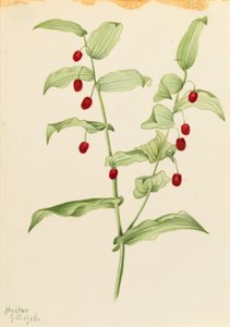 クラスピング・ツイスト・ストーク（Streptopus amplexifolius） 作： Mary Vaux Walcott