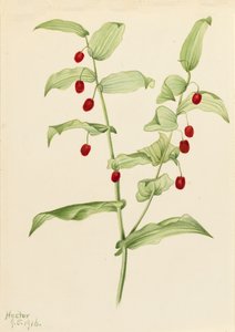 Clasping Twisted Stalk Streptopus amplexifolius, 1916. 作： Mary Vaux Walcott