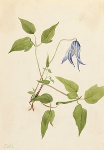 コロンビア・クレマチス Clematis columbiana, ca. 1900-1925. 作： Mary Vaux Walcott