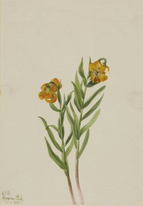 コロンビアリリー コロンビアリリー、1925年。 作： Mary Vaux Walcott