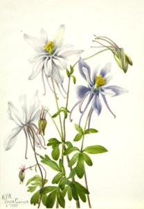 コロンバイン Aquilegia ecalcarata, 1935. 作： Mary Vaux Walcott