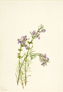 Conradina verticillata、1934年。 作： Mary Vaux Walcott
