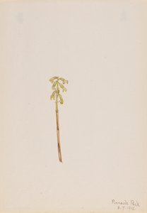 Corathorhiza corallorhiza, 1918年。 作： Mary Vaux Walcott