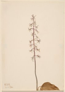 ツルコケモモ (Tipularia uniflora) 作： メアリーヴォーウォルコット