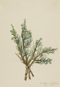 クリーピング・ジュニパー Juniperus horizontalis, 1918. 作： Mary Vaux Walcott