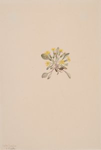 Crepis Elegans, 1904.