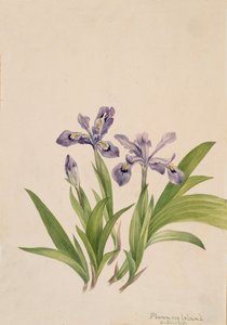 Crested Iris Iris cristata, 1918. 作： Mary Vaux Walcott