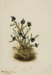 ブラッククロウベリー、1917年。 作： Mary Vaux Walcott