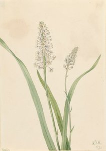 カラスノミ Chrosperma muscaetoxicum, 1921.