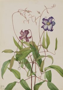 カーリー クレマチス クレマチス カーラ、1925年。 作： Mary Vaux Walcott