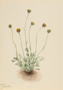 カット リーフ ヒメ エリゲロン マッチ ネイキッド、1921 年。 作： Mary Vaux Walcott