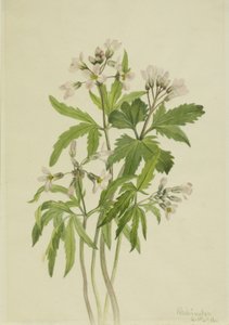 Cut Toothwort Dentaria laciniata, 1918. 作： Mary Vaux Walcott