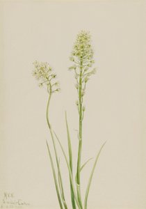 Death Camas Zygadenus venenosus, 1923. 作： Mary Vaux Walcott