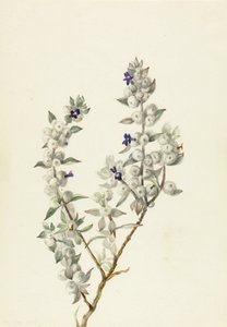 デスバレーセージ (Salvia funerea) 作： Mary Vaux Walcott