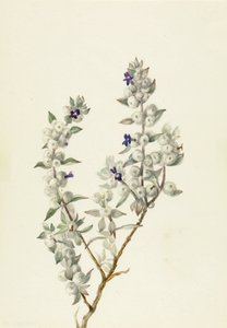 Death Valley Sage Salvia funerea, 1930年代前半。 作： Mary Vaux Walcott